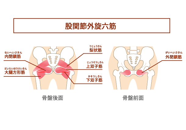 股関節外旋筋のイラスト